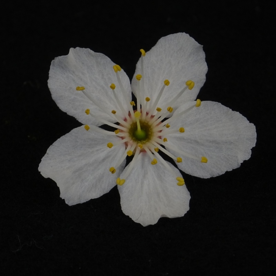 Prunus cerasifera, Mirabelle, Bluete